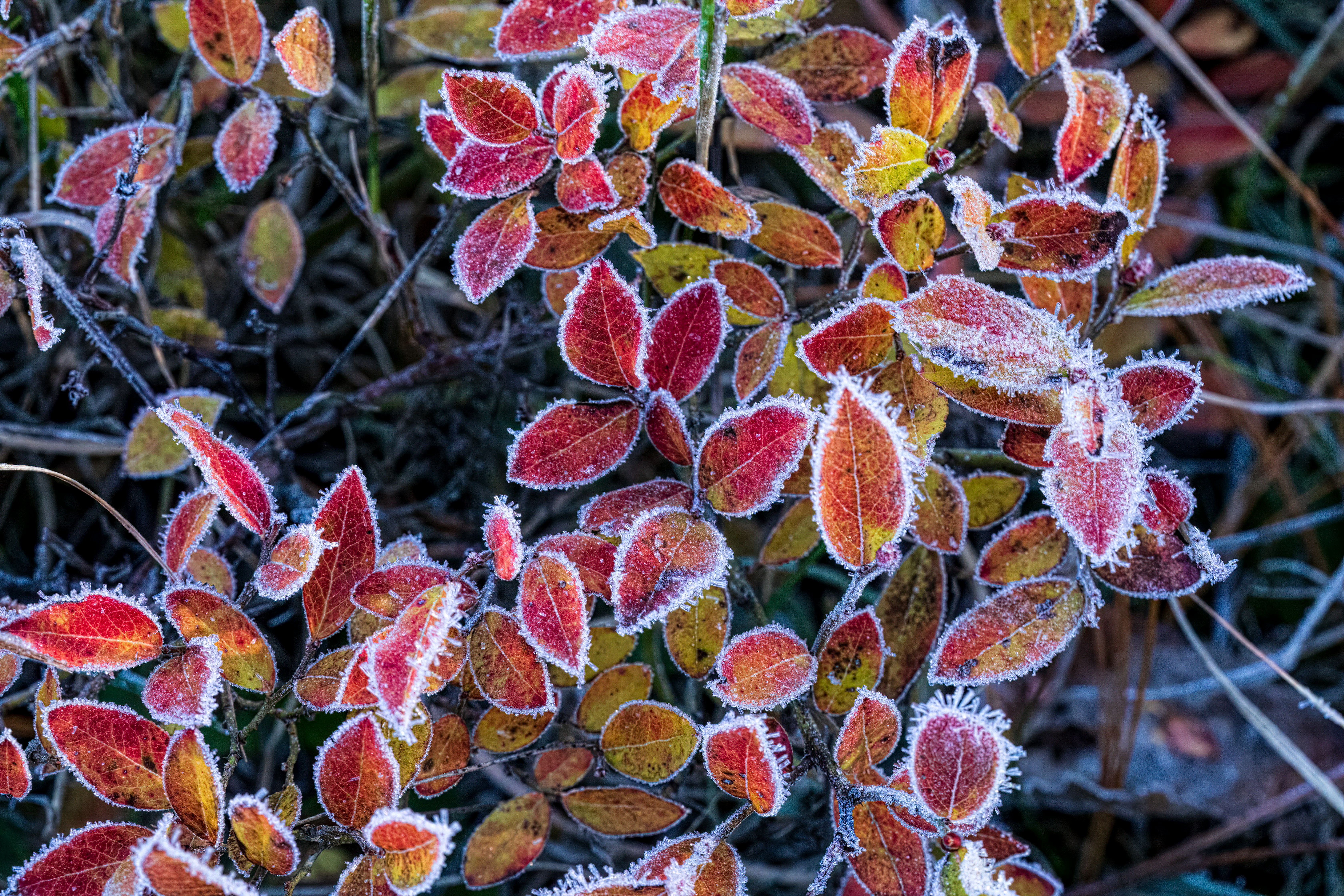 Frostiga löv