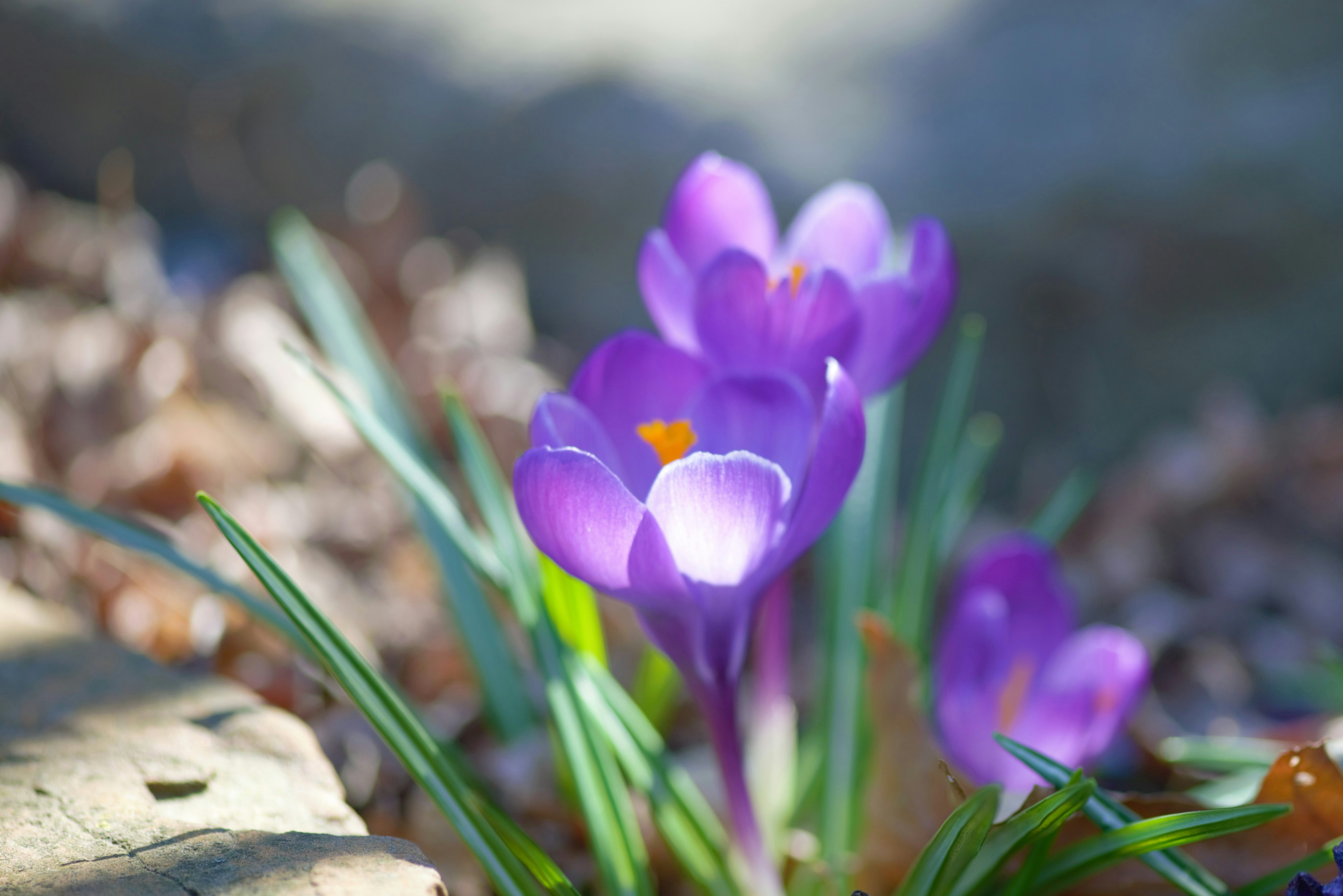 Blomma