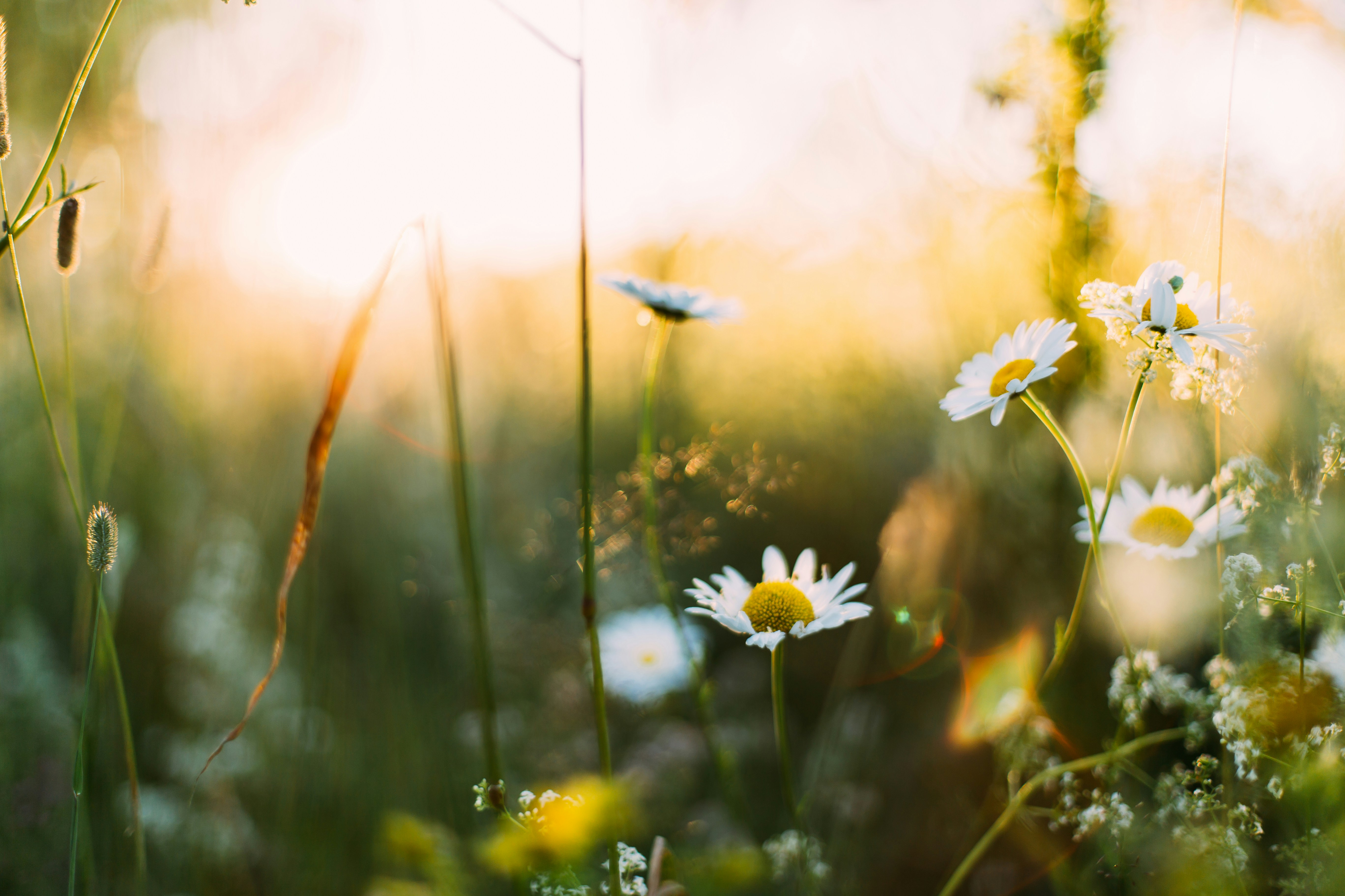 Blomsteräng