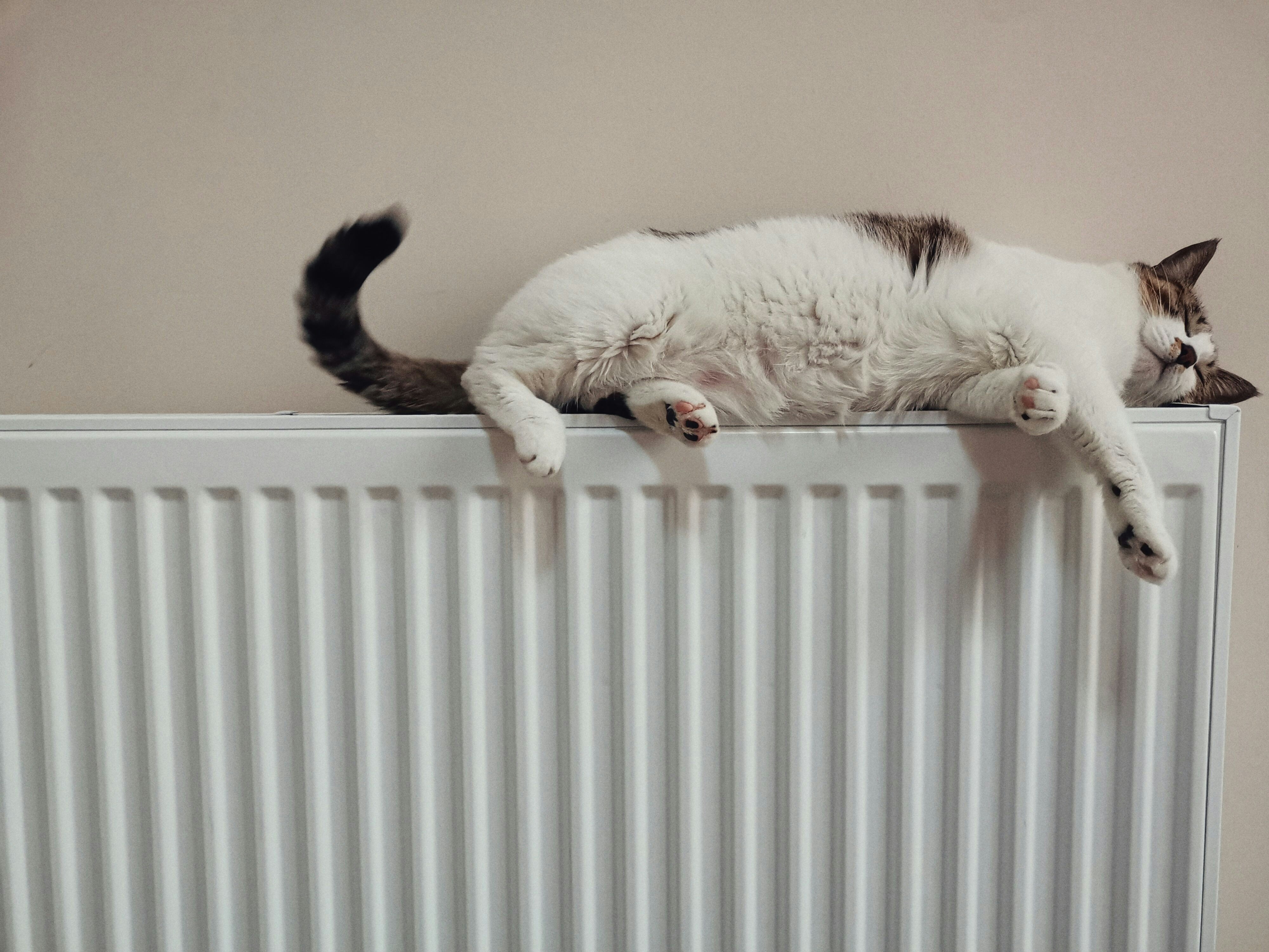Katt på element